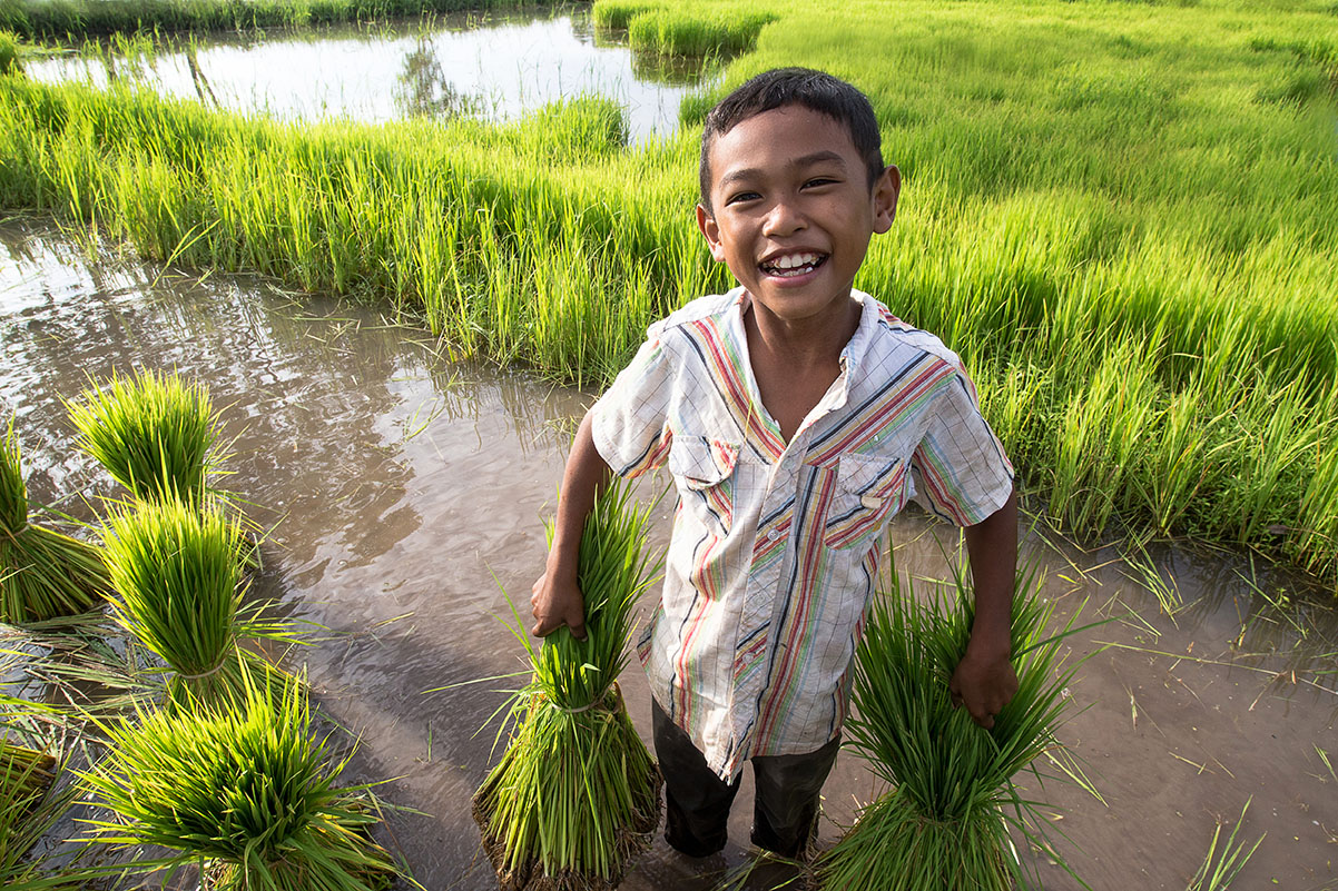 Child harvesting crops in field 